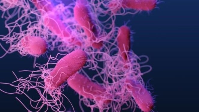 Salmonella & E. coli, Dua Bakteri yang Disorot Ahli Unej di Kasus Keracunan MBG Jember