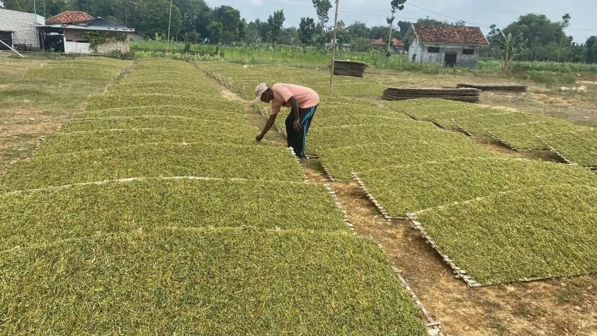 Disperindag Pamekasan Awasi Ketat Pembelian Tembakau, Cegah Pelanggaran Tata Niaga