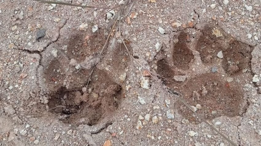 Jejak Harimau Ditemukan Dekat Permukiman di Deli Serdang, Warga Diminta Waspada