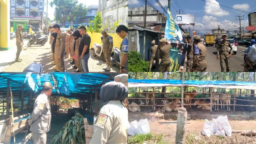 Satpol PP Padangsidimpuan Tertibkan Spanduk Ilegal dan Edukasi Pemilik Ternak